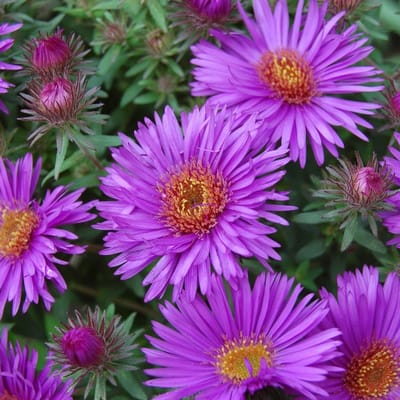 6x Aster novae-angliae 'Purple Dome' Pot 9x9cm - Prachtige paarse bloemen voor in de tuin