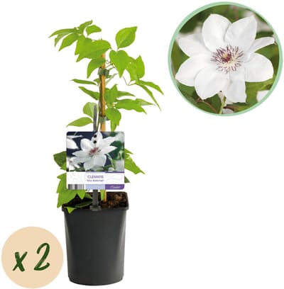 Plantenboetiek.nl | Klimplant - Clematis Miss bateman - Bloem Wit - Weinig onderhoud -2 planten - Pot 11cmcm - Ø10cm - 30-40cm hoog - Tuinplant