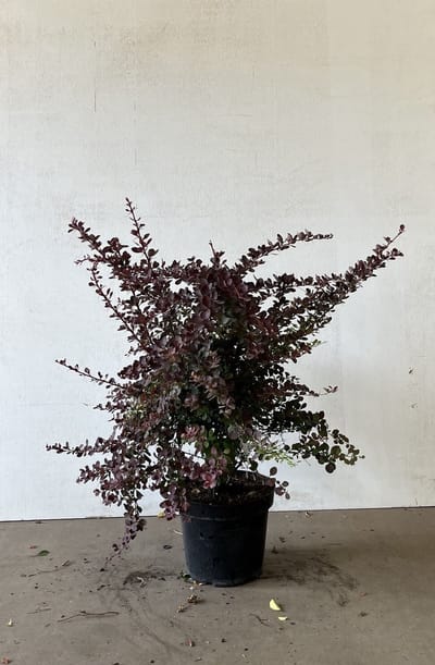 Rode zuurbes / Japanse berberis 40-60 cm (in pot) - Berberis th. 'Atropurpurea' - Ø26 cm - natuurlijke bescherming dankzij doorns - eetbare besjes voor vogels - groeit in bijna alle omstandigheden