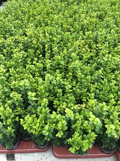 4 x Buxus sempervirens 25-30 cm - Palmboompje.