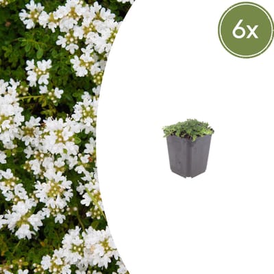 Tuinplantenshop.com | Thymus praecox 'Albiflorus' | 6 stuks - Ø9cm - 10-25cm hoog - Tuinplant