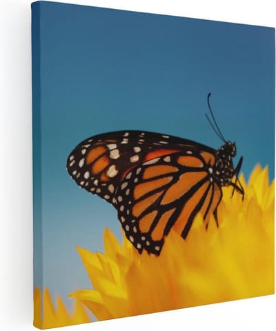 Artaza Canvas Schilderij Monarchvlinder - 30x30 cm - Klein - Wanddecoratie Bloem - Schilderijen Op Canvas Natuur - Geel