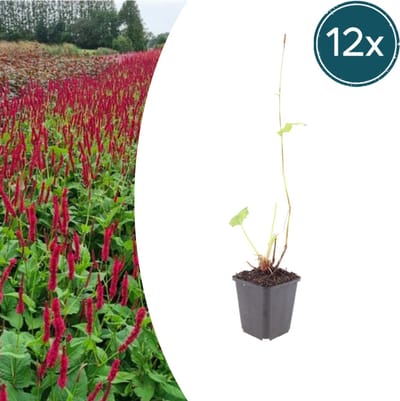 Tuinplantenshop.com | Persicaria a. 'Blackfield' | 12 stuks - Ø9cm - 10-25cm hoog - Tuinplant