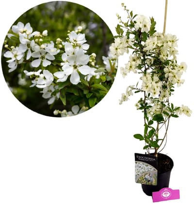 Exochorda racemosa 'Blushing Pearl'®, Parelstruik, Hoogte 80cm, 2 liter pot