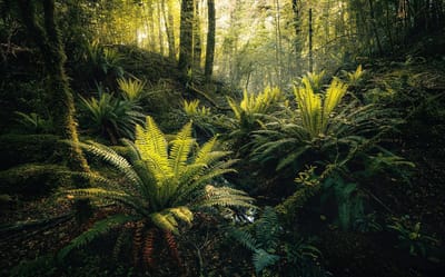 Fjordland Fotobehang Woods - Meerkleurig - 2,80m X 450cm
