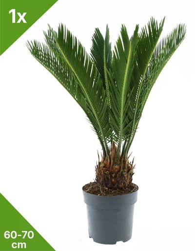 GARDENZO - 1x Cycas revoluta (Vredespalm/Sagopalm)- in 17 cm pot-60/70 cm