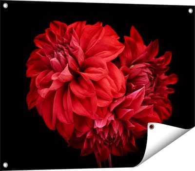 Gards Tuinposter Rode Dahlia Bloemen - 80x60 cm - Tuindoek - Tuindecoratie - Wanddecoratie buiten - Tuinschilderij