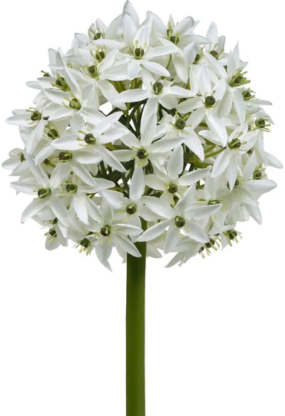 Sierbloem Allium, kunstbal prei, sierui wit Ø20cm L72cm