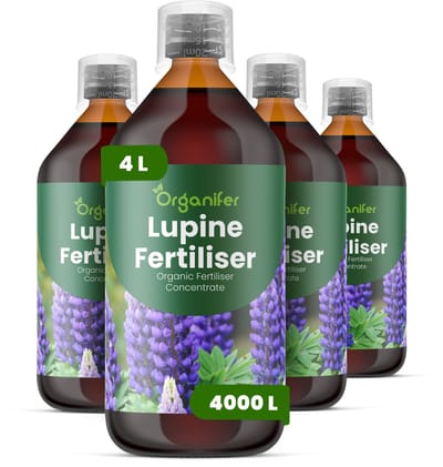 Vloeibare Meststof Voor Lupinus 4 L Voor 4000 L - Npk 2-1-8 - Geschikt Voor Alle Lupinus - Bevordert De Ontwikkeling Van Hoge - Rechtopstaande Bloemaren - Verhoogt De Intensiteit Van Levendige Kleuren En Verlengt De Bloeiduur - Organifer