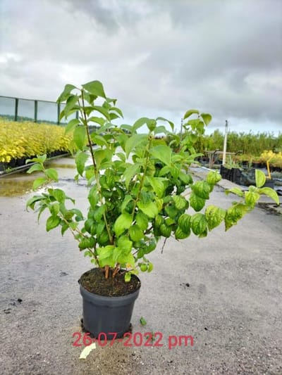Plants Online - Tuinplanten - Heesters - Set van 1 - Philadelphus 'Virginal' - 3 liter pot - Plant 50-60 cm