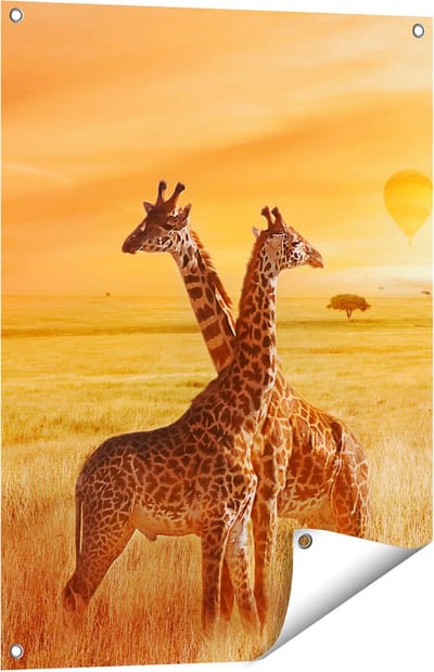 Gards Tuinposter Twee Giraffen met Twee Oranje Luchtballonnen - 60x80 cm - Tuindoek - Tuindecoratie - Wanddecoratie buiten - Tuinschilderij