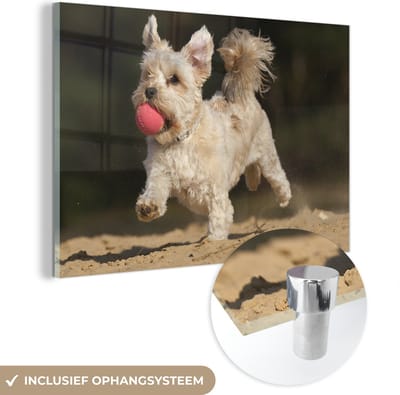 ® Glasschilderij 180x120 cm - Schilderij acrylglas - Een Maltezer hond met een rode bal - Foto op glas - Muurdecoratie woonkamer - Wanddecoratie slaapkamer - Schilderijen