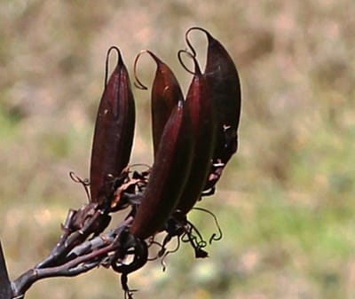 Phormium tenax 'Purpureum' - Nieuw Zeelands Vlas 60- 80 cm in pot