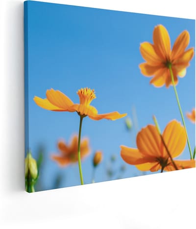 Artaza Canvas Schilderij Cosmea Bloemen - 50x40 cm - Wanddecoratie Bloemen - Schilderijen Op Canvas Woonkamer