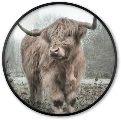 Poster in lijst Rond - Fotolijst 60x60 cm - Posters - Schotse hooglander - Natuur - Herfst - Dieren - Wild - Bos - Ronde posterlijst zwart - Decoratie - Wanddecoratie woonkamer - Muurdecoratie slaapkamer