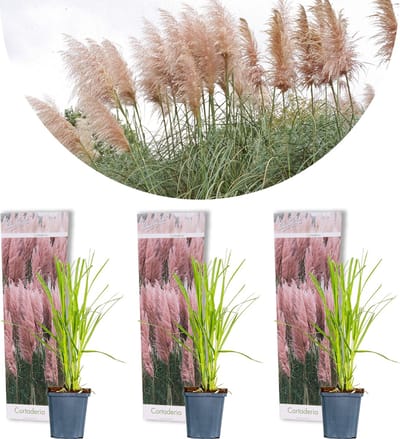 Bloomique - Set van 3 - Cortaderia Rosea - Roze - Pampasgras - Siergrassen - Winterhard - Hoogte 20-30 cm - Pot 9 cm