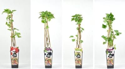 Aalbessen fruitplanten mix Jam Mix - Set van 4 fruitplanten - 2 Zwarte bessen, 1 Rode aalbes, en 1 Witte aalbes  - hoogte 30/40 cm
