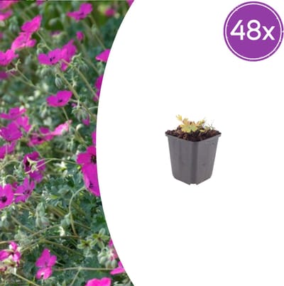 Tuinplantenshop.com | Geranium sang. 'Max Frei' | 48 stuks - Ø9cm - 10-25cm hoog - Tuinplant