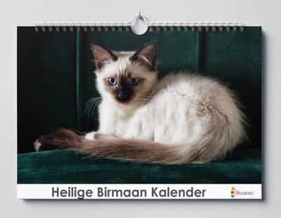 Heilige Birmaan | 35 X 24CM | Verjaardagskalender katten soort de Heilige Birmaan | Verjaardagskalender Volwassenen