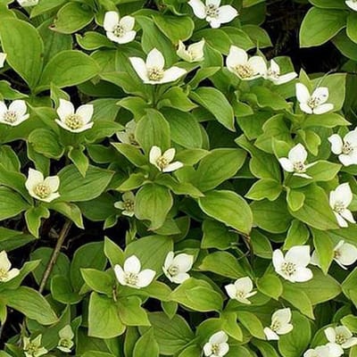 6 Cornus  Canandensis - Kornoelje/Zweedse kornoelje - pot 9 x 9cm
