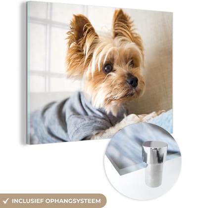 ® Glasschilderij 160x120 cm - Schilderij acrylglas - Yorkshire Terrier met een truitje aan - Foto op glas - Muurdecoratie woonkamer - Wanddecoratie slaapkamer - Schilderijen