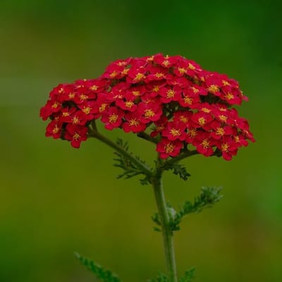 6x Achillea millefolium 'Saucy Seduction'® Pot 9x9cm - Prachtige bloeiende planten