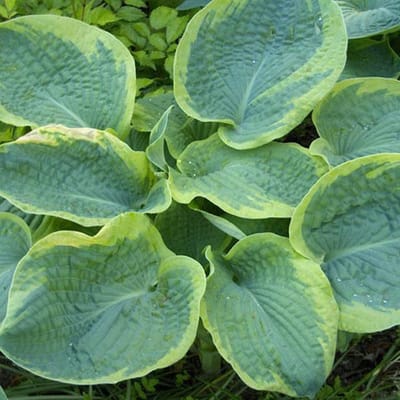 6 x Hosta Sieboldiana 'Frances Williams' - Hartlelie pot 9x9cm
