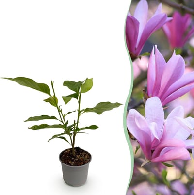 Plantenboetiek.nl | Magnolia Betty - Bloem Wit - Bladverliezend - Weinig Onderhoud - Ø12cm - 30cm hoog - Tuinplant