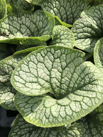 6 x Brunnera macrophylla 'Sea Heart' - Kaukasische vergeet-mij-niet - P9 Pot (9 x 9cm) - Dima Vaste Planten