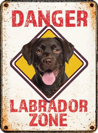 Magneet - Danger Labrador zone - 6x8cm
