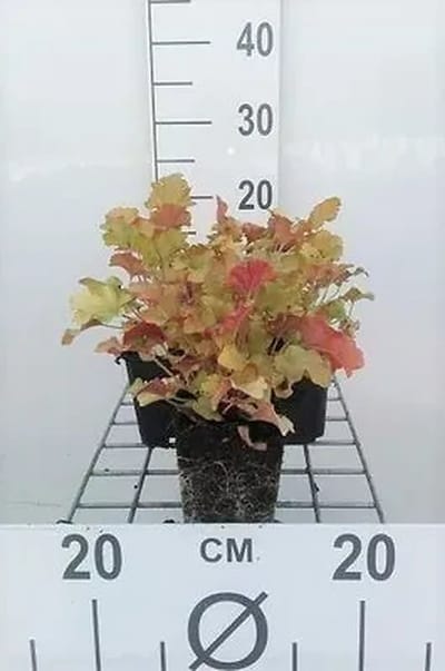 6x Purperklokje - Heuchera hybr. 'Marmalade' | 9x9 cm pot