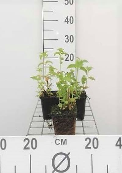 6x Bergamotplant - Monarda hybr. 'Prärienacht' | 9x9 cm pot