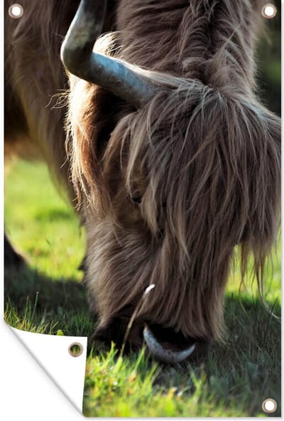 Tuindecoratie Schotse Hooglander - Hoorns - Zon - 40x60 cm - Tuinposter - Tuindoek