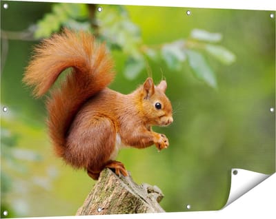 Gards Tuinposter Eekhoorn op een Boomstam in het Bos - 120x80 cm - Tuindoek - Tuindecoratie - Wanddecoratie buiten - Tuinschilderij