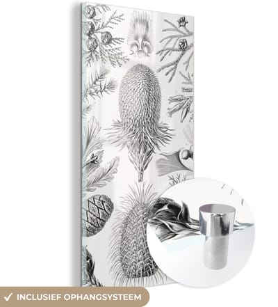 MuchoWow® Glasschilderij 20x40 cm - Schilderij acrylglas - Coniferen - Ernst Haeckel - Kunst - Retro - Illustratie - Natuur - Foto op glas - Schilderijen