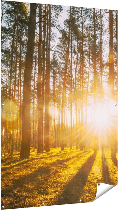 Gards Tuinposter Zonsopkomst in het Bos tussen de Bomen - 120x180 cm - Tuindoek - Tuindecoratie - Wanddecoratie buiten - Tuinschilderij