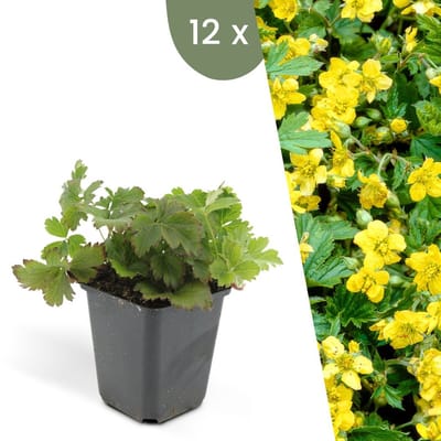 Plants by Frank | 12 Goudaardbei planten | Waldsteinia ternata | Winterharde bodembedekker planten | tuinplanten | Winterharde vaste planten meerjarig | Winterharde tuinplanten