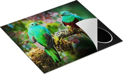 Chefcare Inductie Beschermer Twee Groene Quetzal Vogels op een Tak - 60x50 cm - Afdekplaat Inductie - Kookplaat Beschermer - Inductie Mat