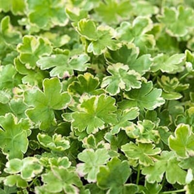 Moerings Hydrocotyle sib. Variegata | Bonte Waternavel | In 11x11CM Mand