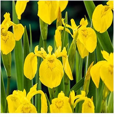 Moerings Iris Pseudacorus | Gele Lis | In 18CM Mand Kant en Klaar