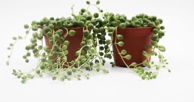 Ikhebeencactus | Senecio Rowleyanus | String of pearls | prachtige groene hangplant | Set van 2 stuks | 8.5 cm pot