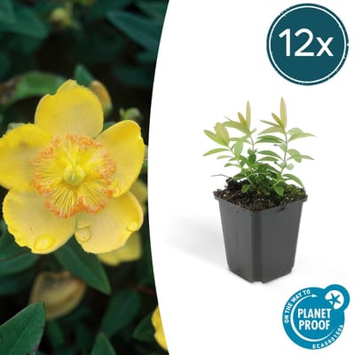 Tuinplantenshop.com | Hypericum calycinum | 12 stuks - Ø9cm - 10-25cm hoog - Tuinplant