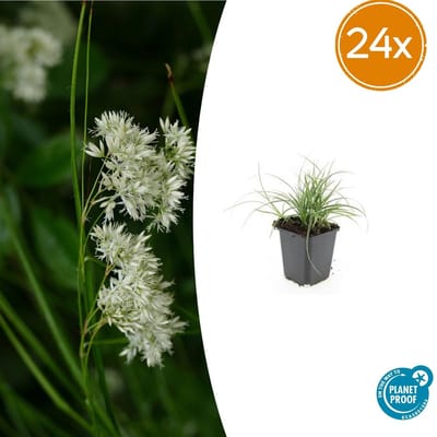 Sneeuwgras 24 stuks Luzula nivea - 10-25cm - Groenblijvende bodembedekker met kleine witte bloemen
