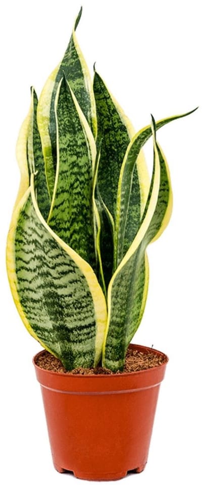 JUNAVERA Sansevieria futura superba terrariumplant | sterke kamerplant in 9 cm pot | 35 cm hoog bij levering