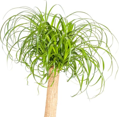 Beaucarnea Recurvata Stam Ø24cm - 80