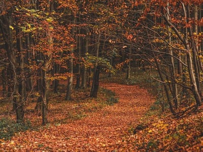 Legpuzzel 1000 stukjes - Puzzel volwassenen - Ontspanning thuis - HD-printtechnologie - 75x50cm - Herfstbos