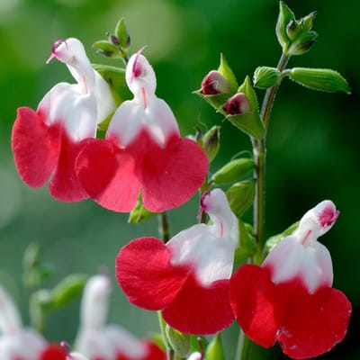 12 x Salvia Microphylla 'Hot Lips' Pot 9x9 cm - Twee Kleurige Salie - een echte blikvanger in elk groen landschap