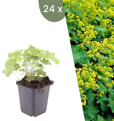 Plants by Frank | 24 Vrouwenmantel Planten | Alchemilla mollis | Winterharde bodembedekker planten | tuinplanten | Winterharde vaste planten meerjarig | Winterharde tuinplanten