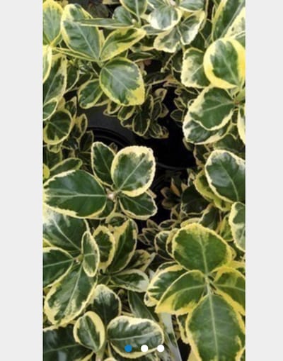 Euonymus japonicus 'Ovatus Aureus' - Japanse kardinaalshoed, kardinaalmuts 20 - 30 cm in pot