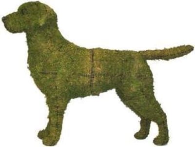 Hond Labrador Retriever - Mos